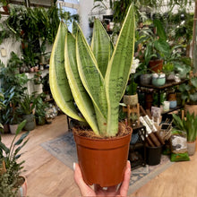 Kép betöltése a galériamegjelenítőbe: Sansevieria trif. "White snow" - Anyósnyelv - Tropical Home
