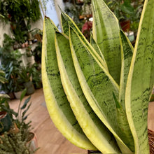 Kép betöltése a galériamegjelenítőbe: Sansevieria trif. "White snow" - Anyósnyelv - Tropical Home