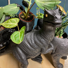 Kép betöltése a galériamegjelenítőbe: _Mini dinoszaurusz kaspó - Többféle - LIMITÁLT SZÁMBAN - Tropical Home
