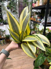 Kép betöltése a galériamegjelenítőbe: Sansevieria trif. "Green Ghost" 12cm - Anyósnyelv