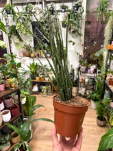 Kép betöltése a galériamegjelenítőbe: Euphorbia platyclada - Dead plant