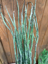 Kép betöltése a galériamegjelenítőbe: Euphorbia platyclada - Dead plant