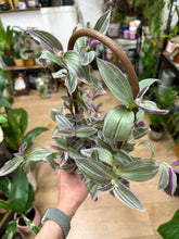 Kép betöltése a galériamegjelenítőbe: Tradescantia "Sweetness"
