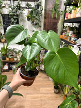 Kép betöltése a galériamegjelenítőbe: Monstera deliciosa - Könnyezőpálma - Swiss cheese plant