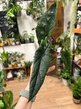 Kép betöltése a galériamegjelenítőbe: Alocasia scalprum 11cm