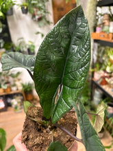 Kép betöltése a galériamegjelenítőbe: Alocasia scalprum 11cm