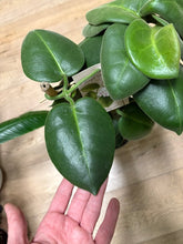 Kép betöltése a galériamegjelenítőbe: Hoya calycina "Stargazer" 17cm