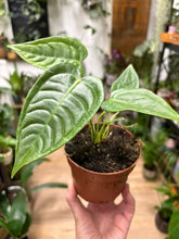 Kép betöltése a galériamegjelenítőbe: Anthurium veitchii 11cm