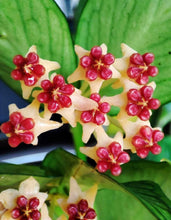 Kép betöltése a galériamegjelenítőbe: Hoya polyneura (2 ágas) - Viaszvirág - Fishtail hoya - Tropical Home