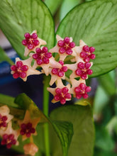 Kép betöltése a galériamegjelenítőbe: Hoya polyneura (2 ágas) - Viaszvirág - Fishtail hoya - Tropical Home