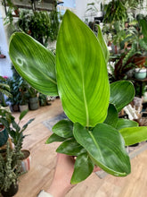 Kép betöltése a galériamegjelenítőbe: Strelitzia reginae - Papagájvirág - Bird of paradise - Tropical Home