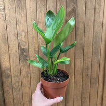 Kép betöltése a galériamegjelenítőbe: Strelitzia reginae - Papagájvirág - Bird of paradise - Tropical Home