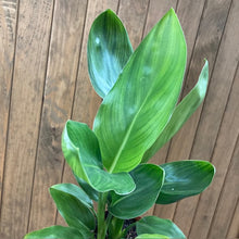 Kép betöltése a galériamegjelenítőbe: Strelitzia reginae - Papagájvirág - Bird of paradise - Tropical Home
