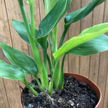 Kép betöltése a galériamegjelenítőbe: Strelitzia reginae - Papagájvirág - Bird of paradise - Tropical Home