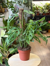 Kép betöltése a galériamegjelenítőbe: Monstera adansonii "Indonesian marble" 17cm, 4-6 töves