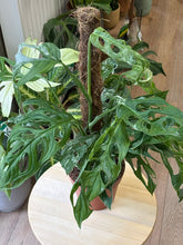 Kép betöltése a galériamegjelenítőbe: Monstera adansonii "Indonesian marble" 17cm, 4-6 töves