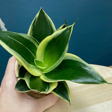 Kép betöltése a galériamegjelenítőbe: Sansevieria trif. Hahnii “Jade marginata” - Anyósnyelv - Tropical Home