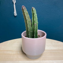 Kép betöltése a galériamegjelenítőbe: Stapelia leendertziae - Dögvirág - Tropical Home