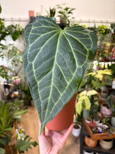 Kép betöltése a galériamegjelenítőbe: Anthurium "Delta force" 15cm