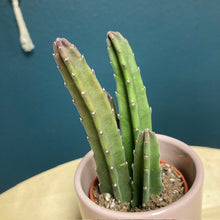 Kép betöltése a galériamegjelenítőbe: Stapelia leendertziae - Dögvirág - Tropical Home