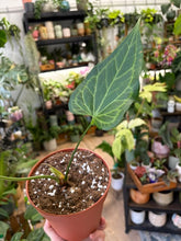 Kép betöltése a galériamegjelenítőbe: Anthurium "Delta force" 15cm