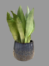 Kép betöltése a galériamegjelenítőbe: Sansevieria trif. "Moonshine" - ajándékcsomag gondozási útmutatóval