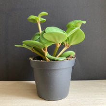 Kép betöltése a galériamegjelenítőbe: Peperomia tetraphylla 'Hope'- Törpebors - Tropical Home