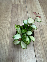 Kép betöltése a galériamegjelenítőbe: Hoya heuschkeliana variegata