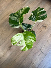 Kép betöltése a galériamegjelenítőbe: Monstera deliciosa albo variegata 15cm, 4-6 leveles