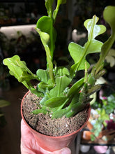 Kép betöltése a galériamegjelenítőbe: Epiphyllum anguliger 10cm - Karéjos kaktusz - Fishbone cactus