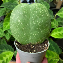 Kép betöltése a galériamegjelenítőbe: Hoya kerrii "Splash" - Viaszvirág - Tropical Home