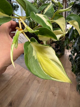Kép betöltése a galériamegjelenítőbe: Philodendron scandens "Rio"
