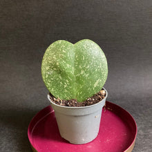 Kép betöltése a galériamegjelenítőbe: Hoya kerrii "Splash" - Viaszvirág - Tropical Home