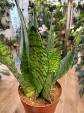 Kép betöltése a galériamegjelenítőbe: Sansevieria zeylanica 14cm - Anyósnyelv