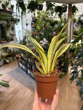 Kép betöltése a galériamegjelenítőbe: Sansevieria trif. "Green Ghost" 9cm - Anyósnyelv