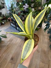 Kép betöltése a galériamegjelenítőbe: Sansevieria trif. "Green Ghost" 9cm - Anyósnyelv
