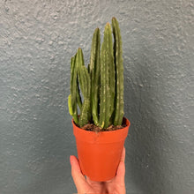 Kép betöltése a galériamegjelenítőbe: Stapelia leendertziae - Dögvirág - Tropical Home