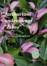 Kép betöltése a galériamegjelenítőbe: Anthurium andreanum "Zizou" - ajándékcsomag gondozási útmutatóval