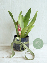Kép betöltése a galériamegjelenítőbe: Sansevieria trif. "Moonshine" - ajándékcsomag - Tropical Home