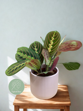 Kép betöltése a galériamegjelenítőbe: Maranta leuconeura Tricolor - Nyílgyökér - ajándékcsomag - Tropical Home