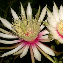 Kép betöltése a galériamegjelenítőbe: Selenicereus wercklei - Tropical Home