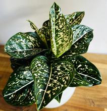 Kép betöltése a galériamegjelenítőbe: Aglaonema "Tom's pride" - Rákvirág - Chinese Evergreen - Tropical Home