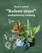 Kép betöltése a galériamegjelenítőbe: "Kolesz-start" - szobanövény csomag - Tropical Home