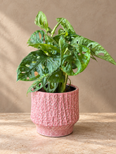 Kép betöltése a galériamegjelenítőbe: Monstera adansonii - Monstera "Monkey leaf" ajándékcsomag - Tropical Home