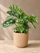 Kép betöltése a galériamegjelenítőbe: Monstera adansonii - Monstera "Monkey leaf" ajándékcsomag - Tropical Home