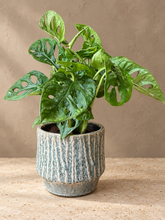 Kép betöltése a galériamegjelenítőbe: Monstera adansonii - Monstera "Monkey leaf" ajándékcsomag - Tropical Home