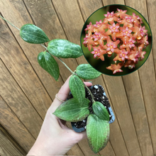 Kép betöltése a galériamegjelenítőbe: Hoya fitchii - Tropical Home