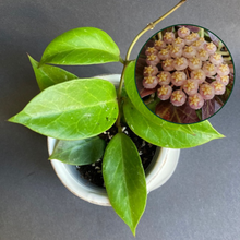 Kép betöltése a galériamegjelenítőbe: Hoya cv. "Sunrise" - Viaszvirág - Wax plant - Tropical Home