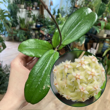 Kép betöltése a galériamegjelenítőbe: Hoya erythrina - Tropical Home