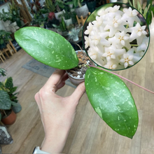 Kép betöltése a galériamegjelenítőbe: Hoya sp. "Lai Chau splash" - Saját szaporítás